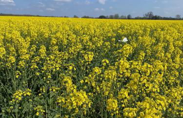 Frühlingserwachen im Hasetal, Becksvoort-Noll - Foto 26