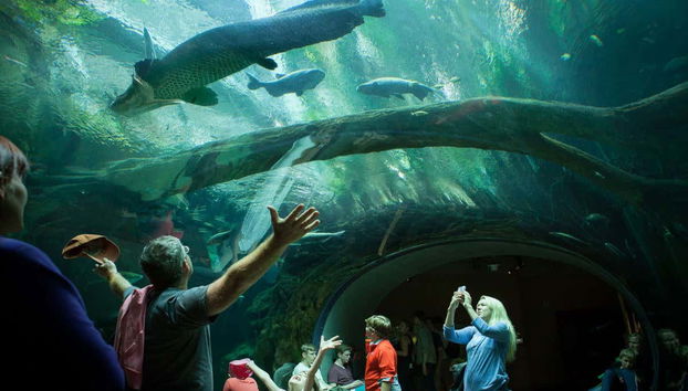 Entrada a la Academia de las Ciencias de California - Foto 2, Acuario en la Academia de las Ciencias de California