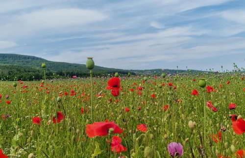 Ferienwohnung am Kupferbach - Foto 17