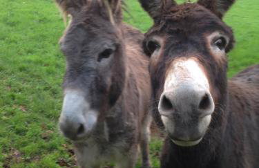 The Home Barn at Cornish Barn Holidays - Foto 48