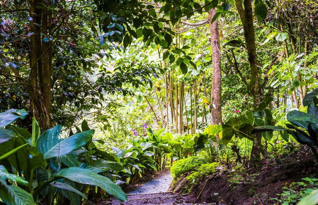 Tour das orquídeas - Foto 3