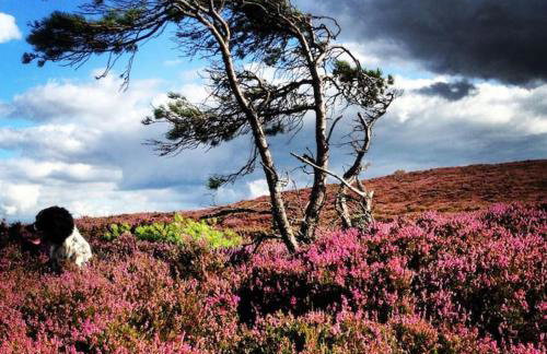 Orchard Holiday Cottage Melrose - Foto 21