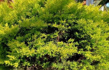 Anna Daniil Oasis Studios Skala Kallonis - Foto 26