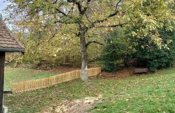 Hêtre pourpre - Foto 22