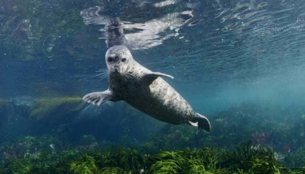 Vancouver Sightseeing Boat Tour - Foto 5