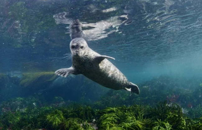 Vancouver Sightseeing Boat Tour - Foto 5