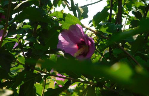 Apartment Petrovic - Foto 8