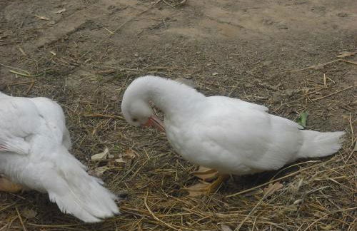 Agriturismo Biologico Villa Rosa - Photo 43