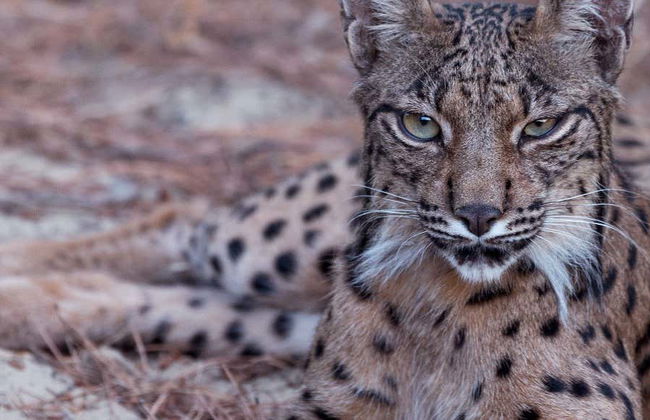 Doñana National Park 4x4 Tour - Photo 6