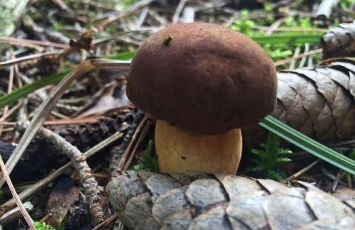 Ferienhaus Haussee - Foto 13