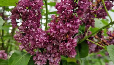 Ferienwohnung Jäger - Foto 3, Garden