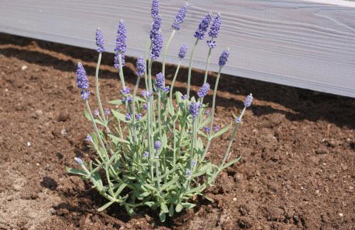 Antracytowy Zakątek - Photo 36