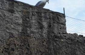 Il nido dei Gabbiani - Photo 24