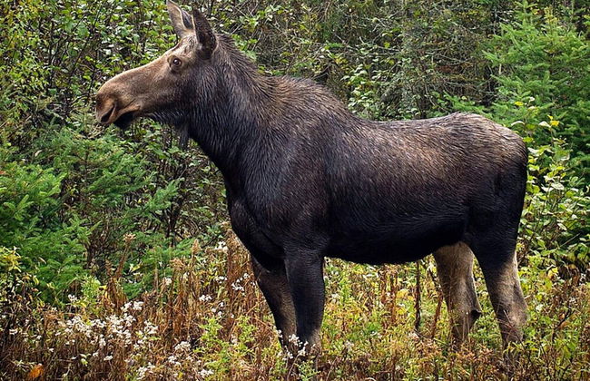 4 Person Holiday Home in Sandhem-by Traum - Foto 11