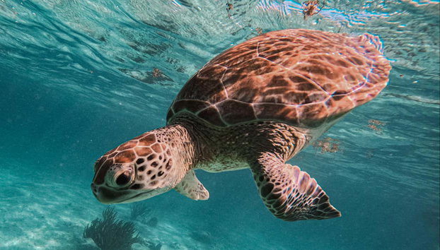 Excursión a la bahía de Akumal + Reserva Balam - Foto 3, Biodiversidad de Akumal