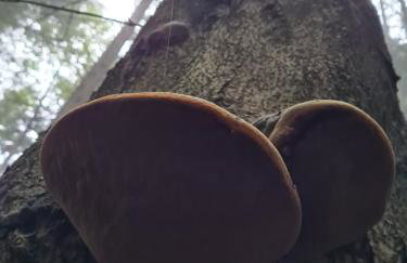 Morowo chałupa - Photo 67