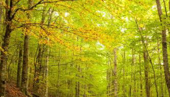 Arcadas da Vila - Foto 2