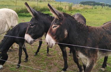 Font-romeu via odeillo jolie Appartement 6 personnes plein sud - Foto 41