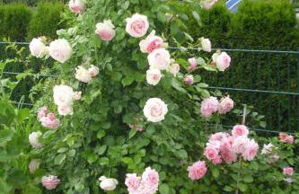 Apartment Wohnung in Oberwaldbach mit Garten und Grill by Interhome - Foto 29