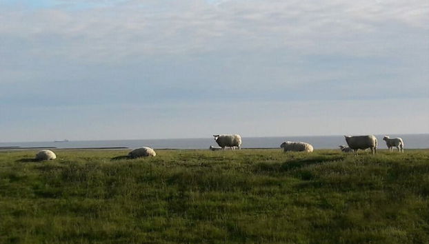 Apartment in Castelletto di Brenzone - Foto 4, Habitación