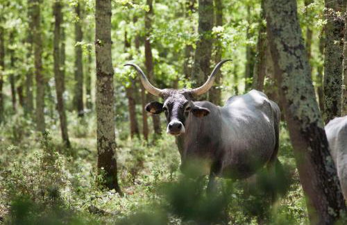 Tenuta di Paganico - I Roggeti - Foto 17