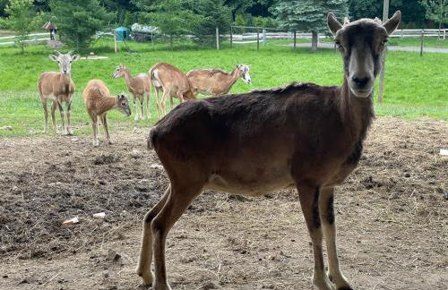 Holla die Waldfee - Foto 33