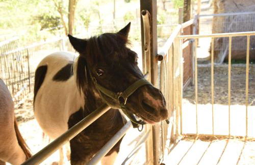 Farm stay Il Carro del Colle - Foto 12