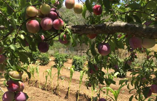 BIO Garden Stonehouse - Foto 42