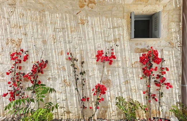 Donna Amelia in Selva di Fasano - Foto 10