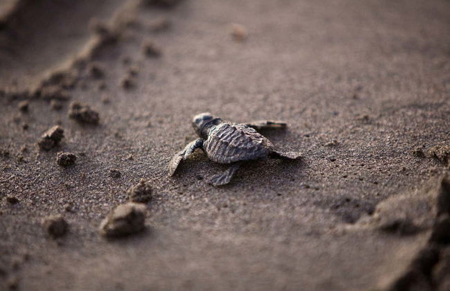 Escursione al santuario di tartarughe El Verde Camacho - Foto 3