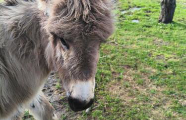 Tapada das Carvalhas - Foto 26