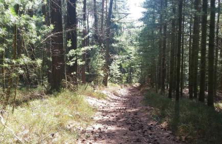 Ferienwohnungen Nibelungenwald - Foto 21