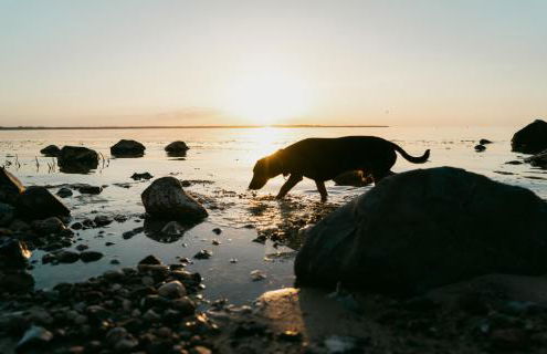 Tallskog - Dein Apartment am Naturstrand Hohen Wieschendorf - Foto 7