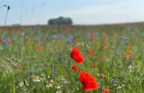L18 Ferienhaus OstseeAuszeit Blengow - Foto 5