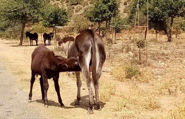 Sardinian Villa Enjoy Stintino With Your Pets ! - Photo 20
