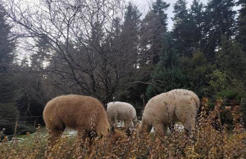 ZALASEK Gospodarstwo Agroturystyczne z Alpakami - Foto 30