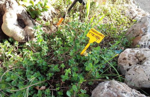 Pier Delle Vigne B&B - Foto 42