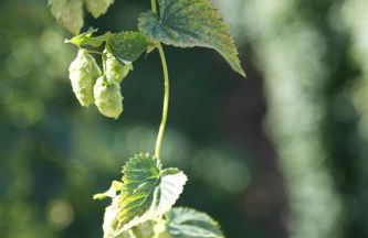 1C Boutique Apartments NR14 - Foto 41