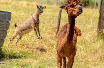 Apartment Kormoransee Ferien by Interhome - Foto 27