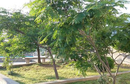 Villa Mihaela - Apartment Ika - Foto 13