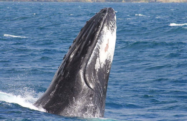 Whale Watching + Cayo Levantado Day Trip - Photo 8