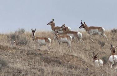 20 min from Butte, minutes from The Big Hole River - Foto 18