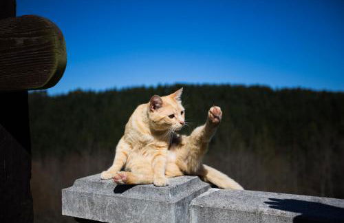 Casa Rural Andutza - Foto 22