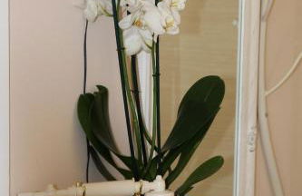 Olga's Studio - Foto 22