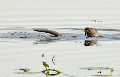 Ian's Cottage, Wedmore - country cottage for two - Foto 35