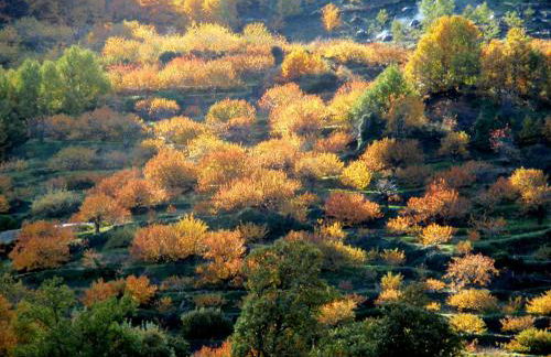 La Lancha del Jerte - Foto 32