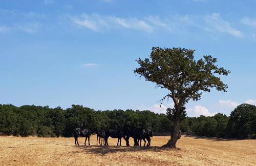 Masseria Santolomuto - Foto 8