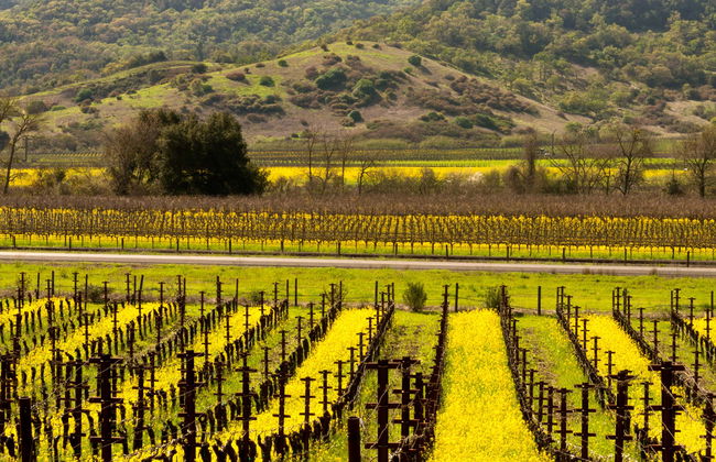 Napa & Sonoma Valley Wine Tour - Photo 1