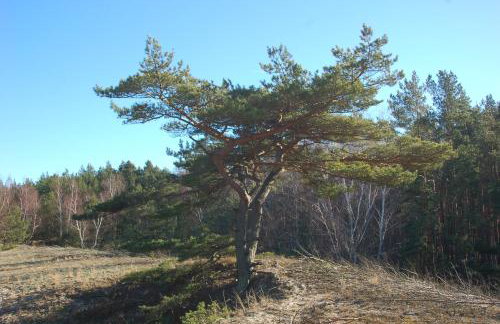 M&K Apartament Perła Sobieszewo - Wyspa Sobieszewska - Photo 39