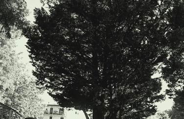 La Francigena - Foto 19